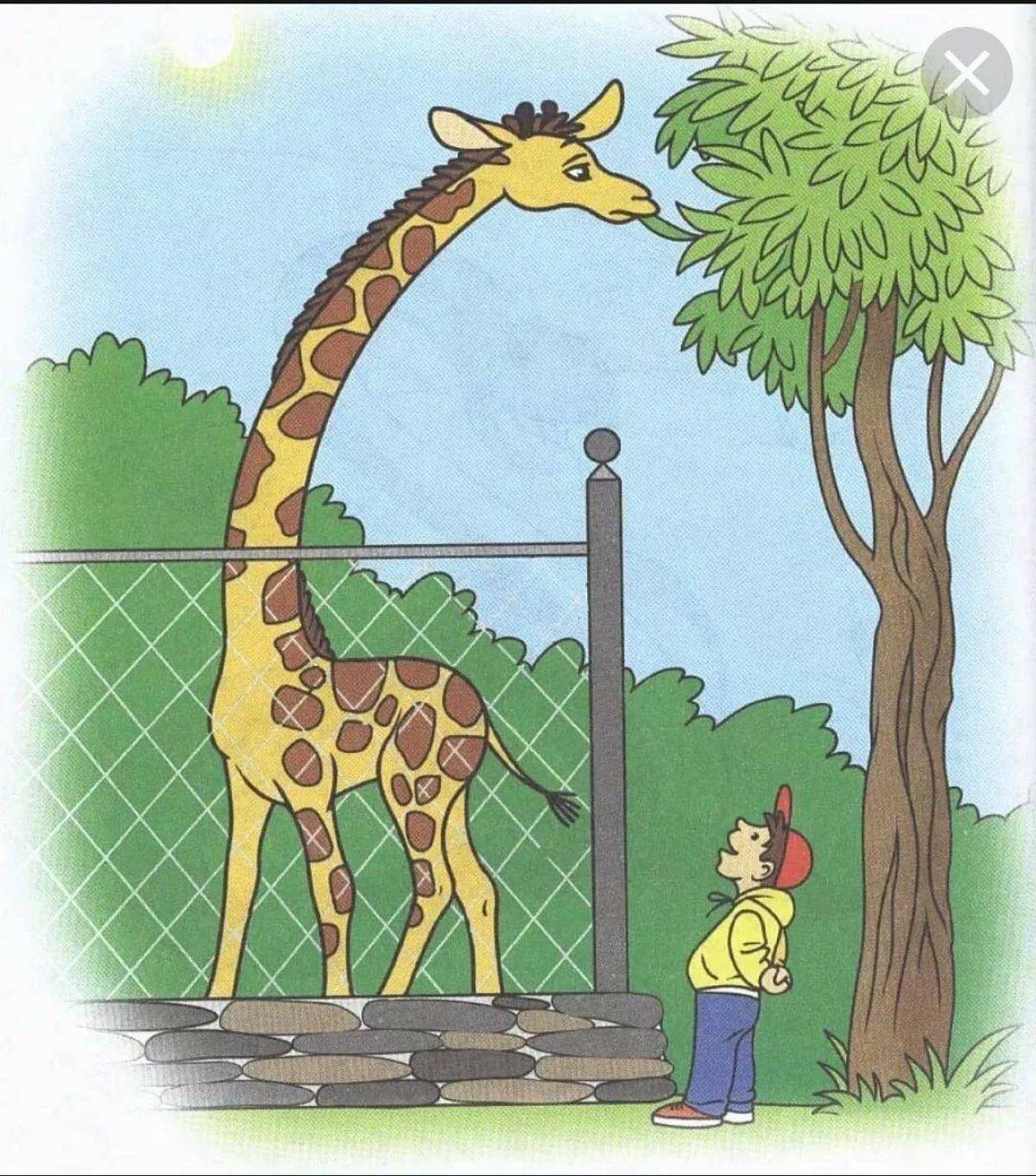 Растем в зоопарке. Жираф в зоопарке. Зоопарк рисунок. Жираф рисунок. Жирафы в зоопарке.