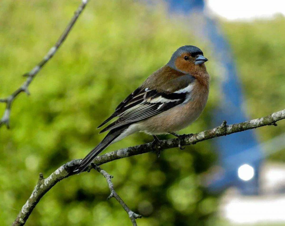 Зяблик. Зяблик (fringilla COELEBS). Тузяблик. Зяблик (fringílla COÉLEBS). Зяблик Геншин.