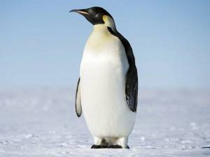 Раскраска императорский пингвин #1 #327192