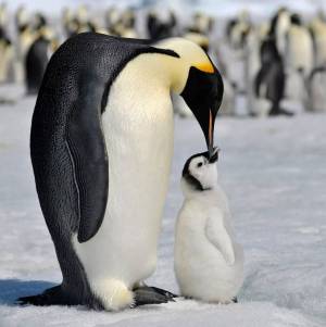 Раскраска императорский пингвин #12 #327203