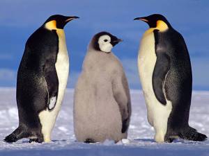 Раскраска императорский пингвин #14 #327205