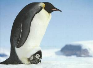 Раскраска императорский пингвин #19 #327210