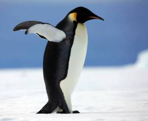 Раскраска императорский пингвин #32 #327223