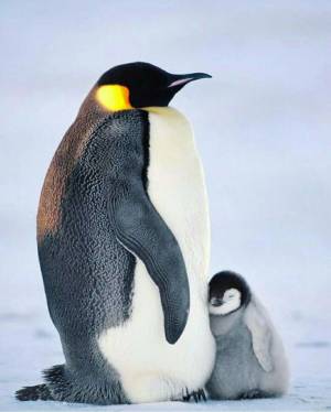 Раскраска императорский пингвин #33 #327224