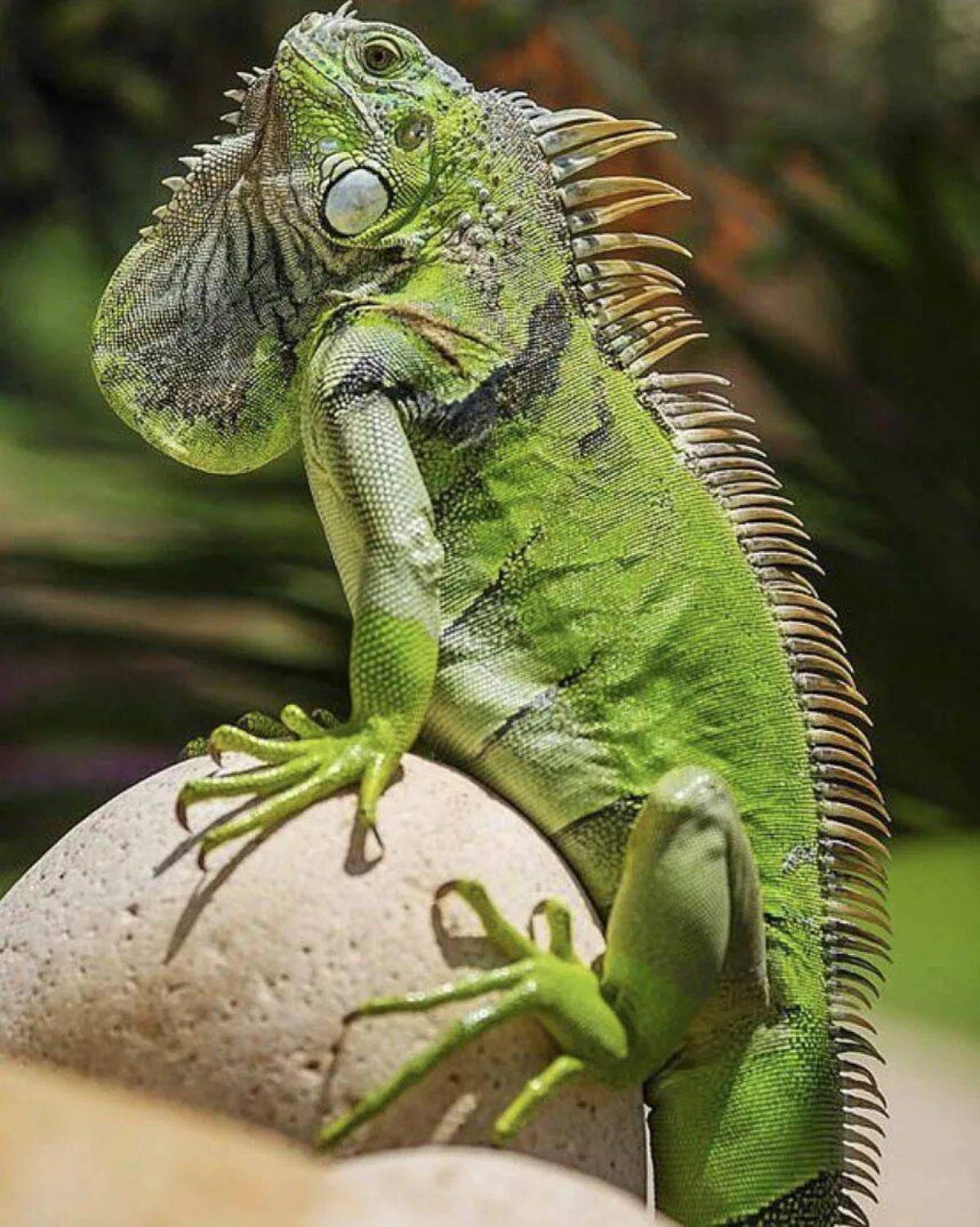 Игуановые. Игуана зеленая обыкновенная. Игуана обыкновенная ( Iguana Iguana). Рептилии игуана. Ящерица игуана.