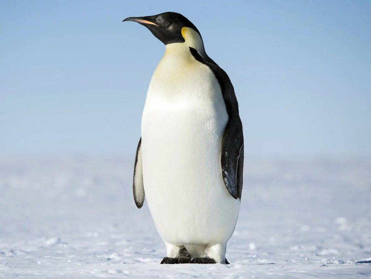 Императорский пингвин #1