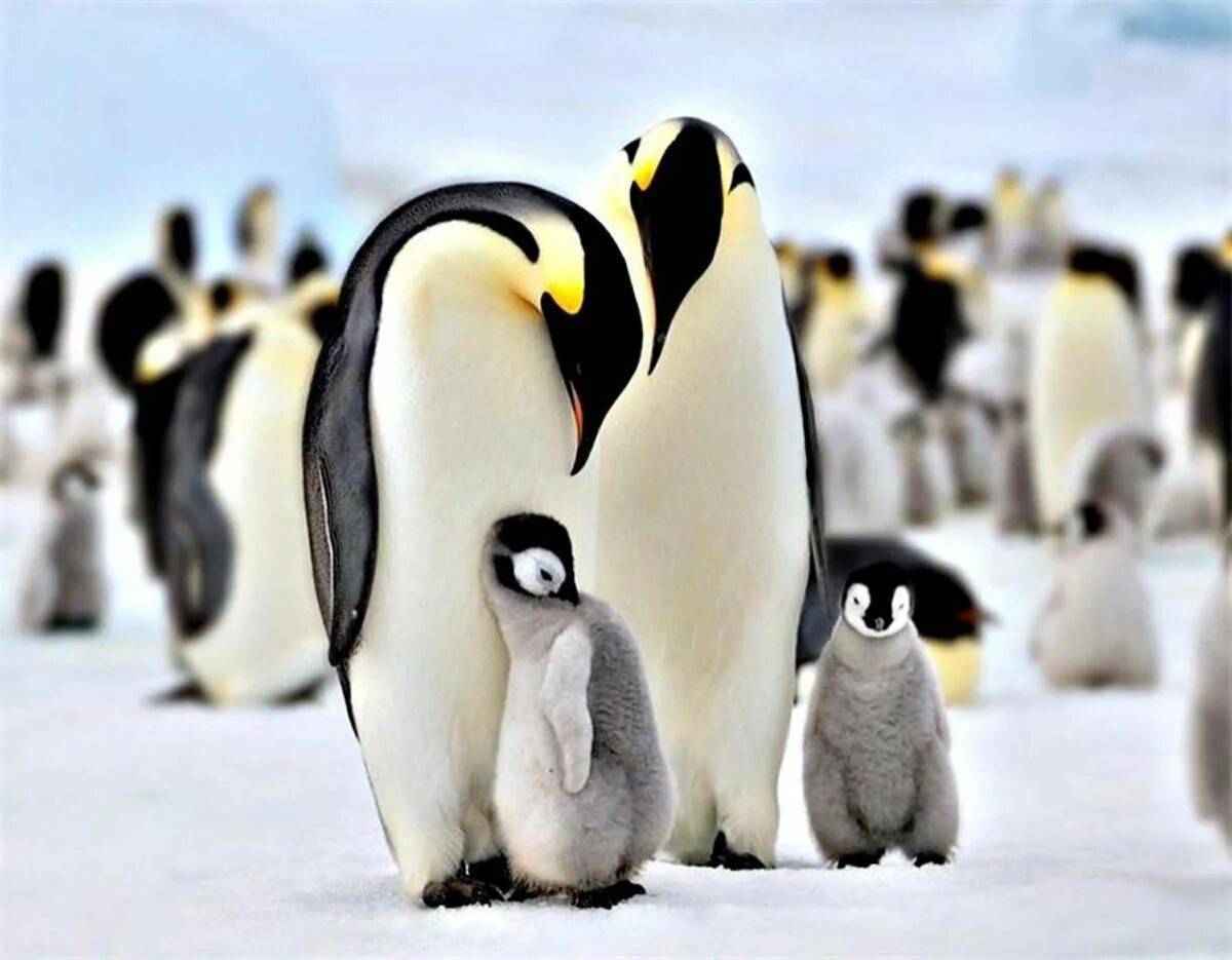 Императорский пингвин #2