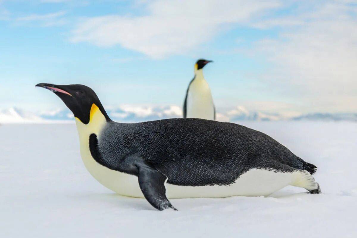Императорский пингвин #4