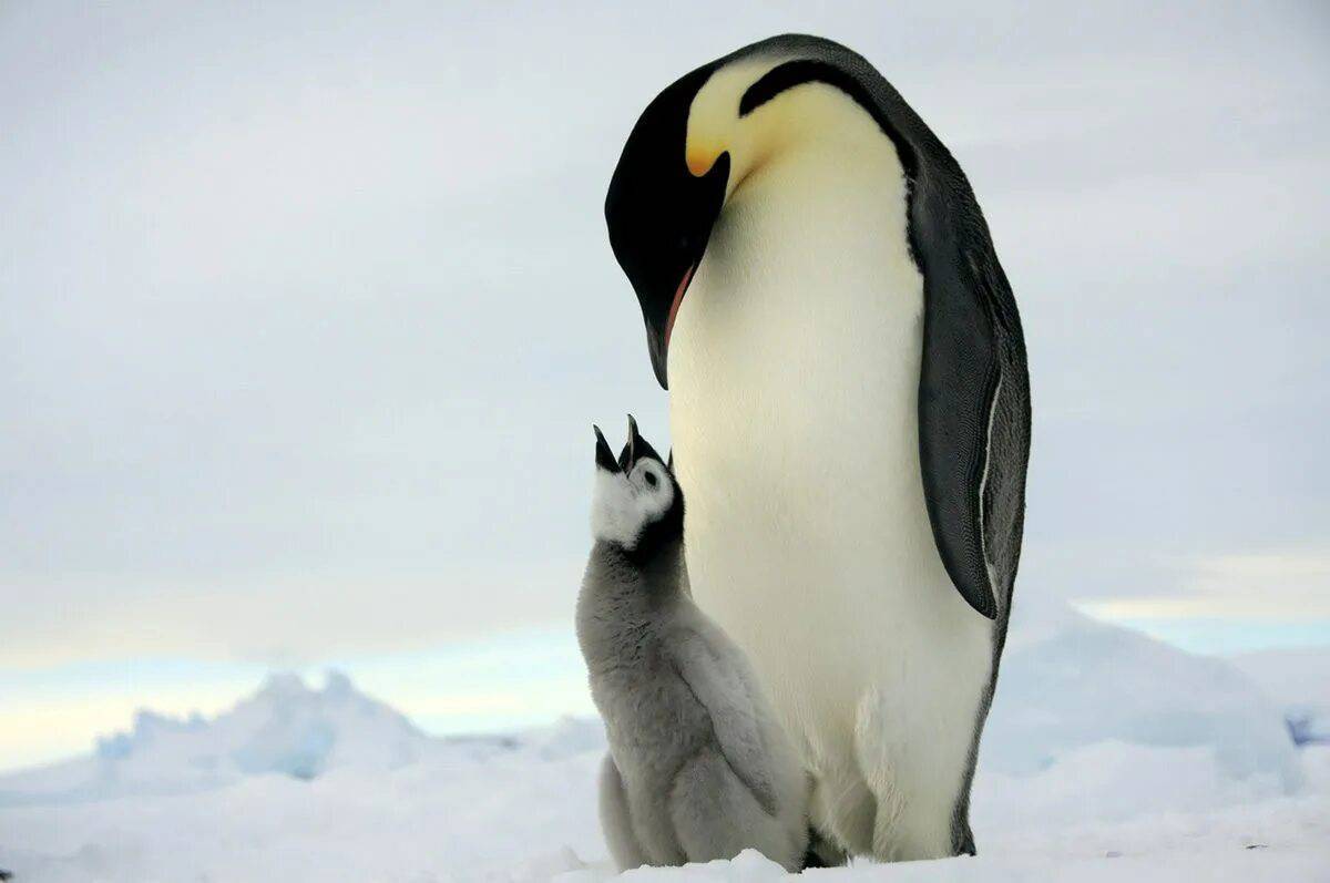 Императорский пингвин #5
