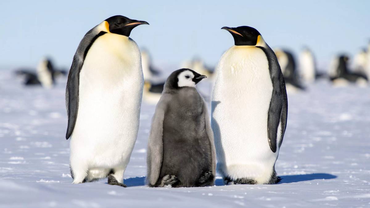 Императорский пингвин #6