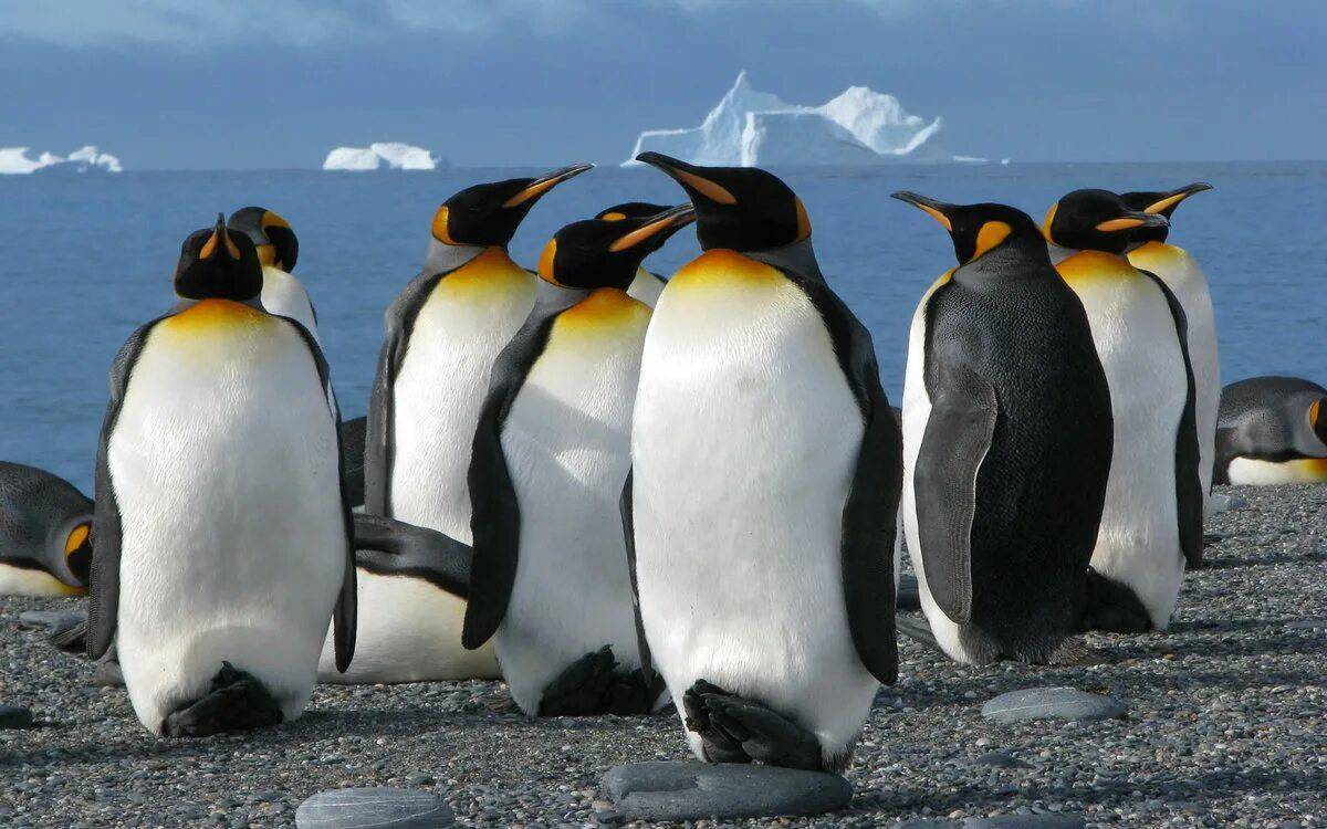 Императорский пингвин #9