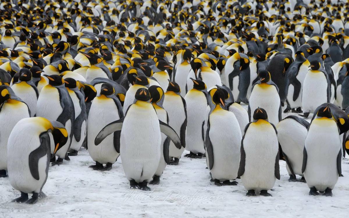 Императорский пингвин #11
