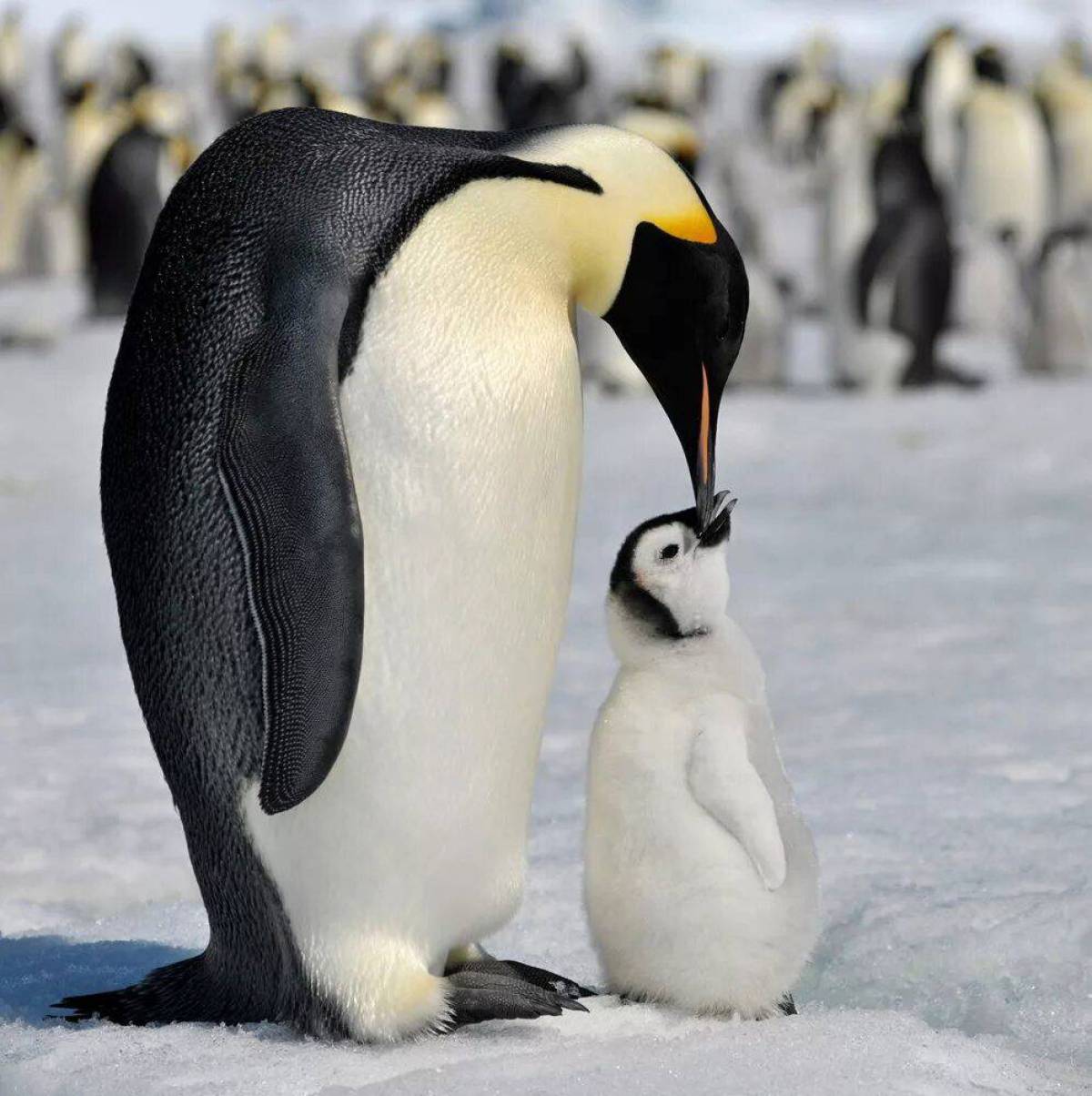 Императорские пингвины живут. Императорский Пингвин в Антарктиде. Императорский Пингвин и Королевский Пингвин. Пингвины Королевские Императорские. Животные Антарктиды Императорский Пингвин.