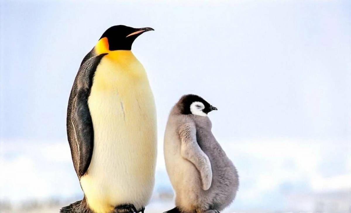 Императорский пингвин #13