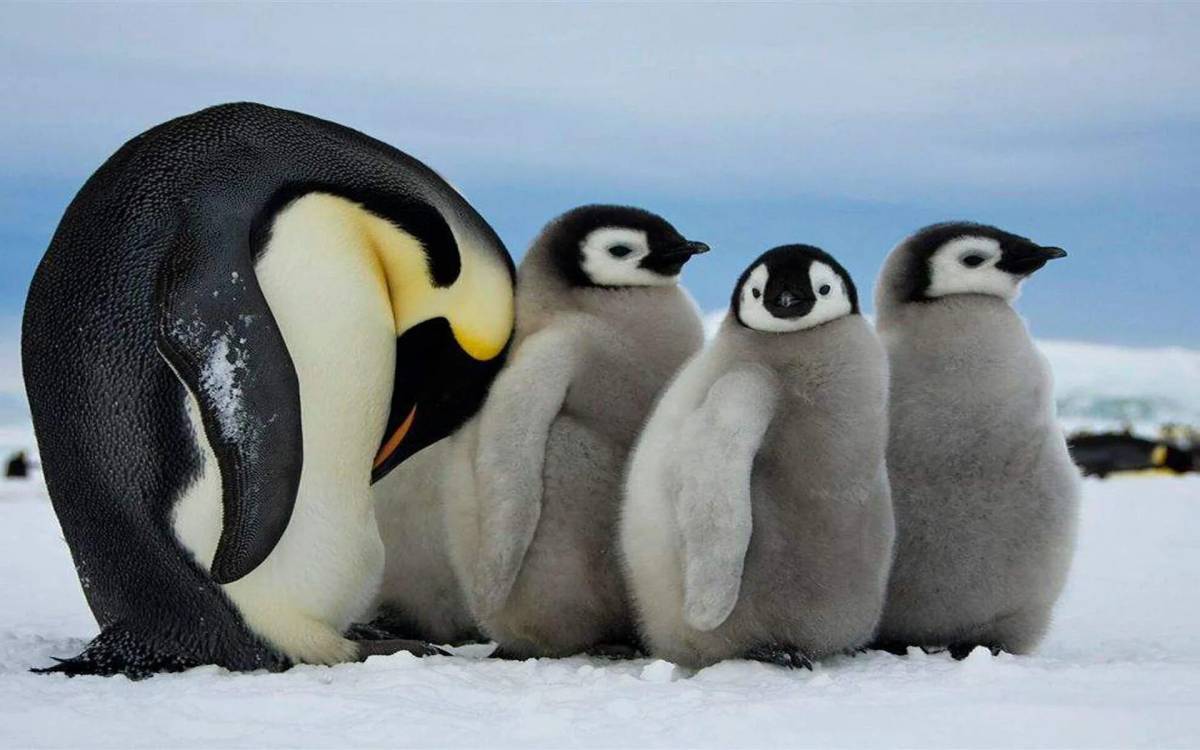 Императорский пингвин #22