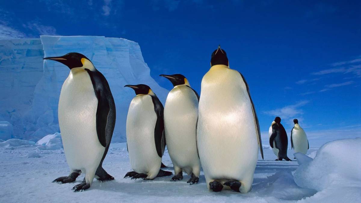 Императорский пингвин #25