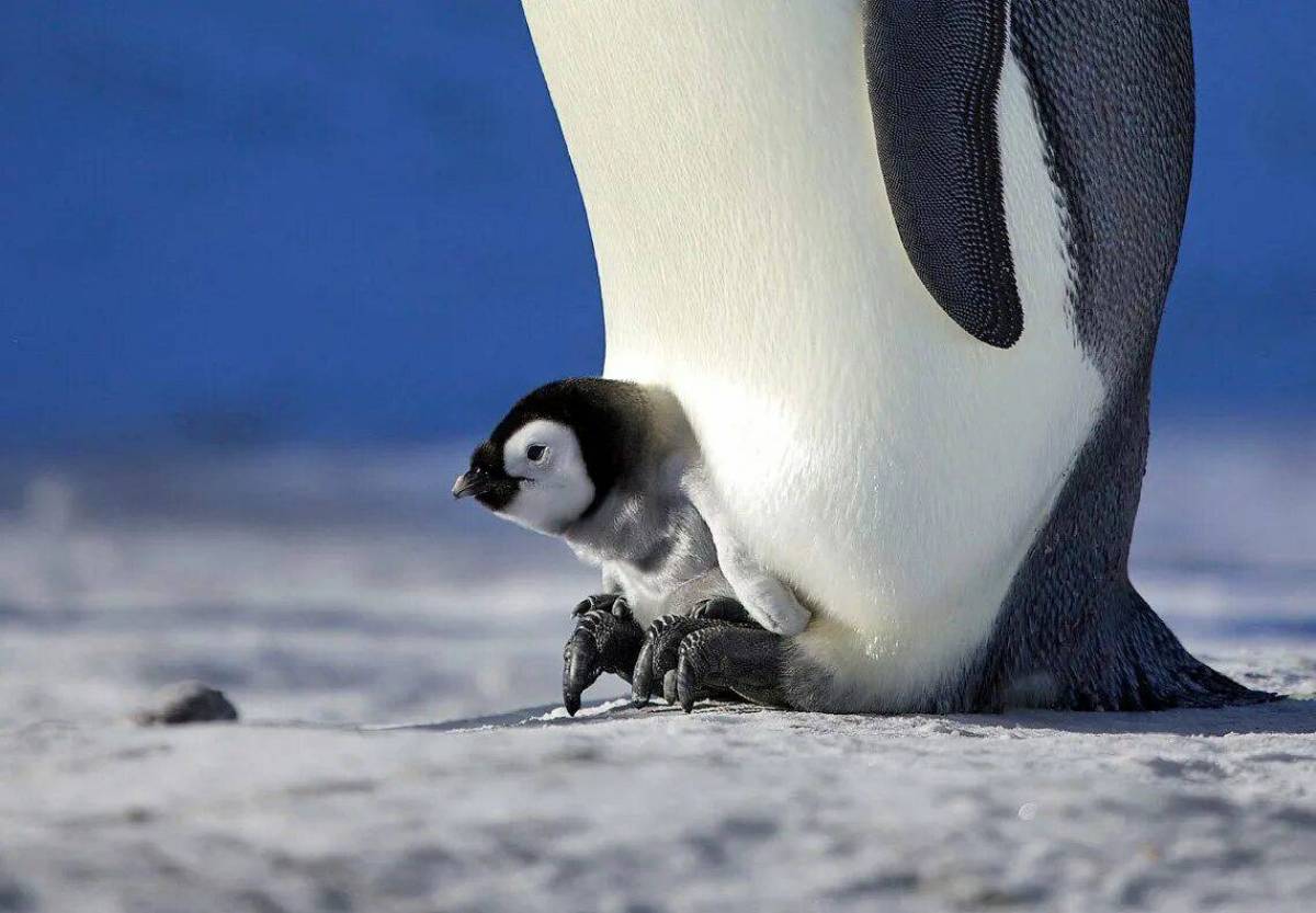 Императорский пингвин #28