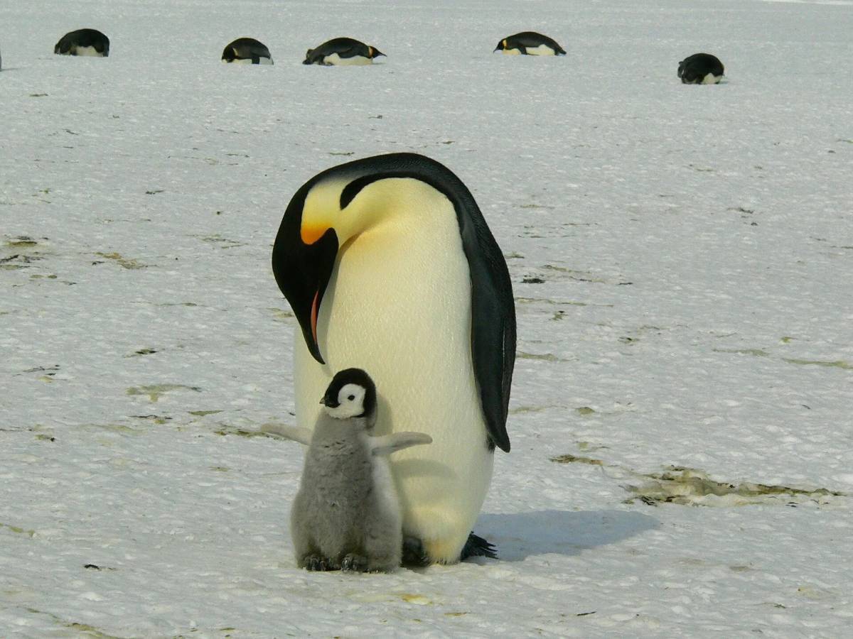 Императорский пингвин #29