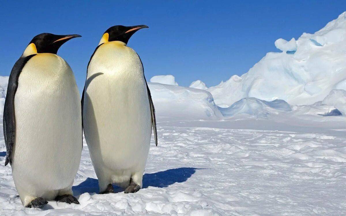 Императорский пингвин #30