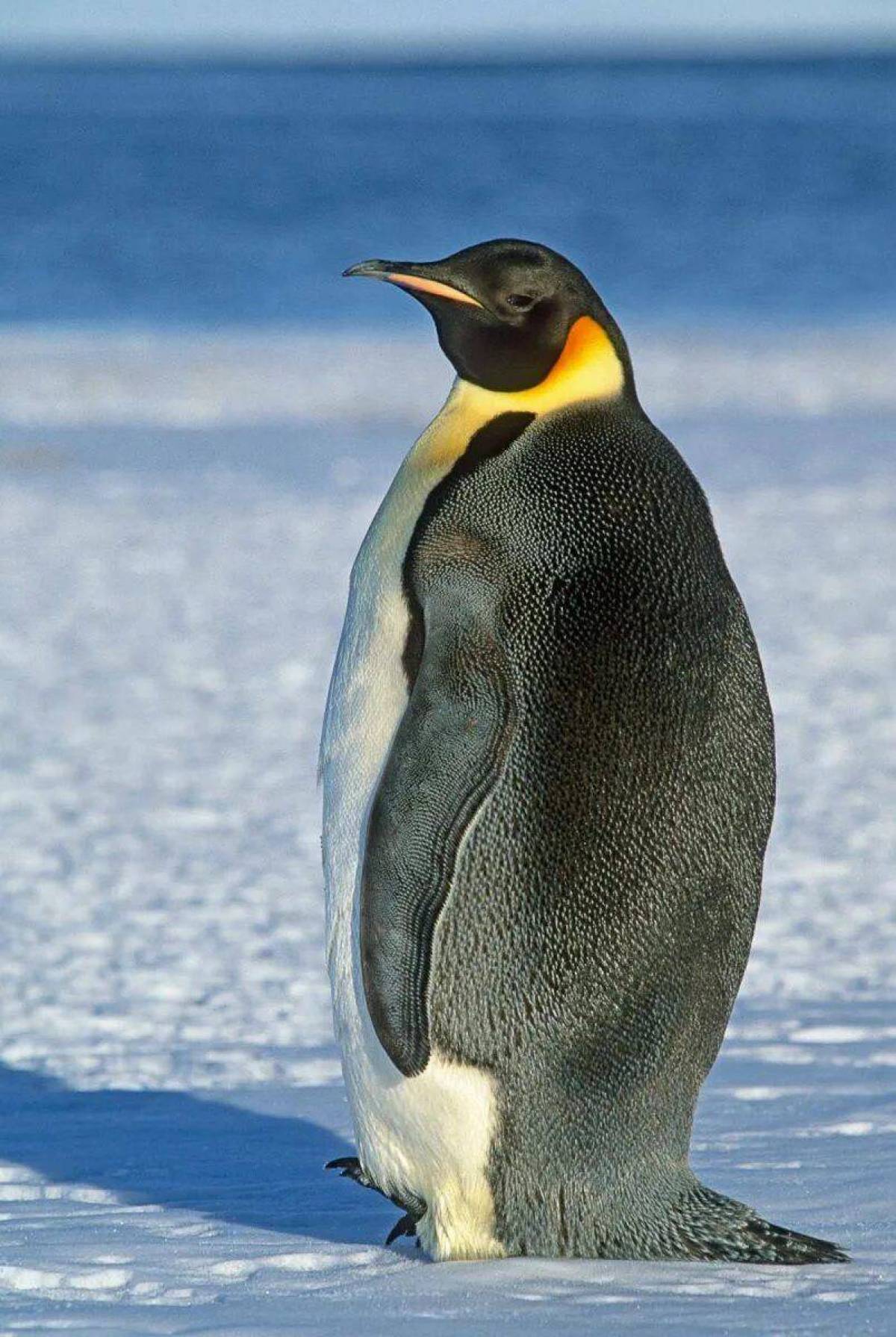 Императорский пингвин #38
