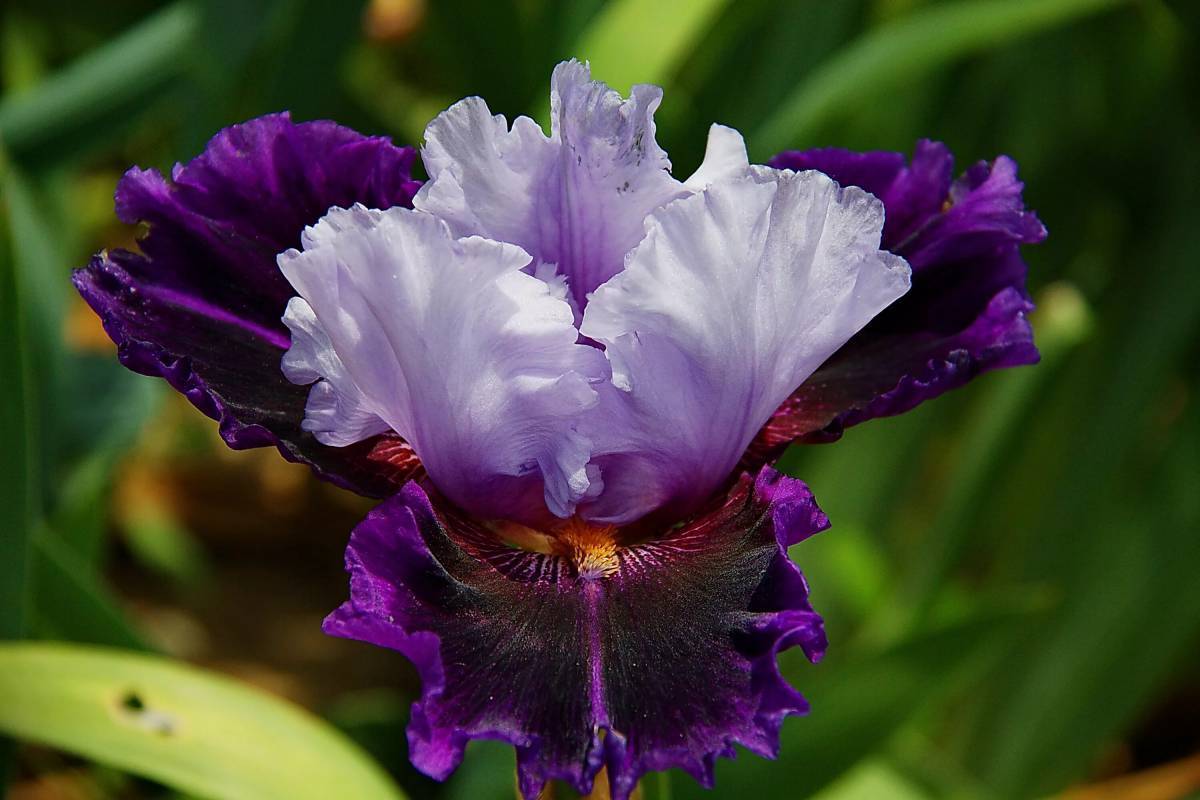 Какого цвета ирис цветок. Ирис 'Acropole. Цветок Ирис Касатик. Ирис фиолетовый обыкновенный. Ирисы бородатые интермедия.