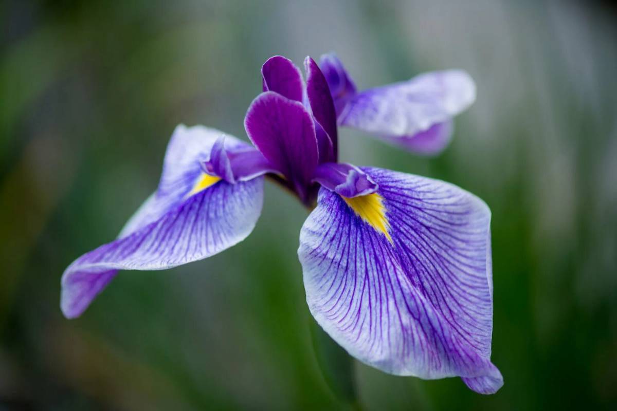 Цветы ирисы фото картинки. Цветок Ирис Касатик. Ирис орхидейный. Ирис Касатик фиолетовый. Ирис фиолетовый обыкновенный.