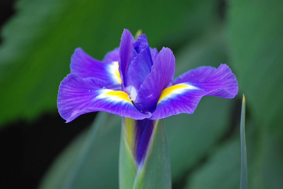 Каким цветом ирис цветок. Ирис Касатик фиолетовый. Ирис фиолетовый тонколистный. Цветок Сибирский Ирис Касатик. Ирис Флауэрс.