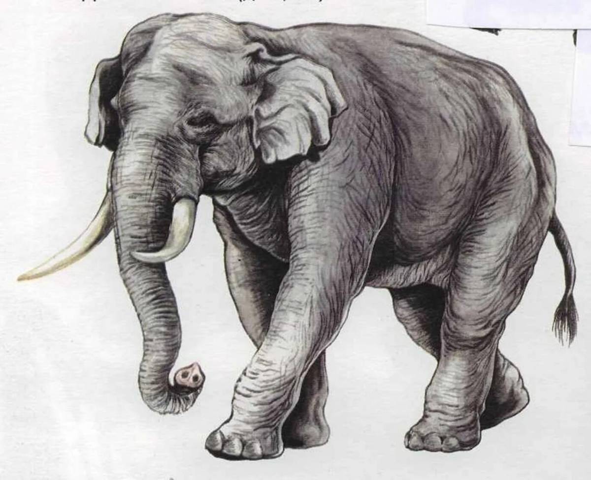 История слоника