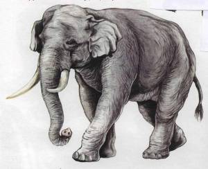 Раскраска к рассказу куприна слон 3 класс #19 #329484
