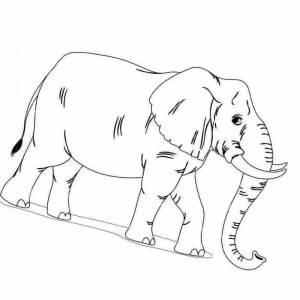 Раскраска к рассказу куприна слон 3 класс #20 #329485