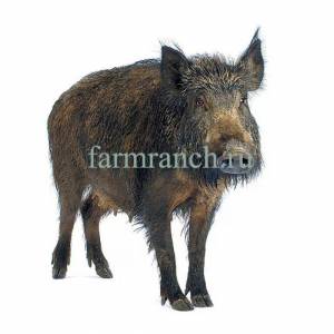 Раскраска кабан для детей #22 #329970