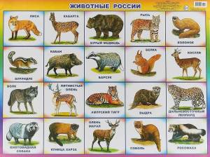 Раскраска какие бывают #22 #331698