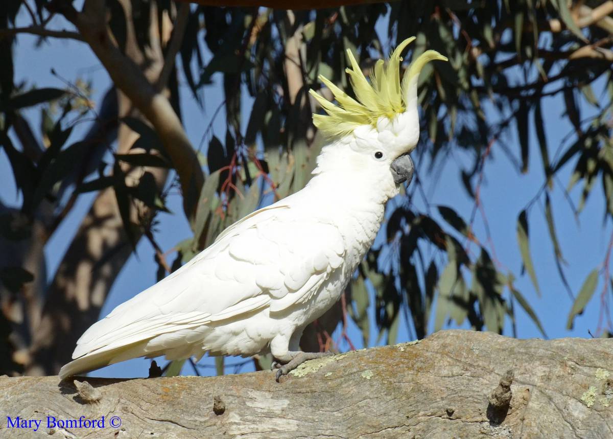 Попугай какаду инка (29 фото) - красивые фото и картинки укатлант.рф