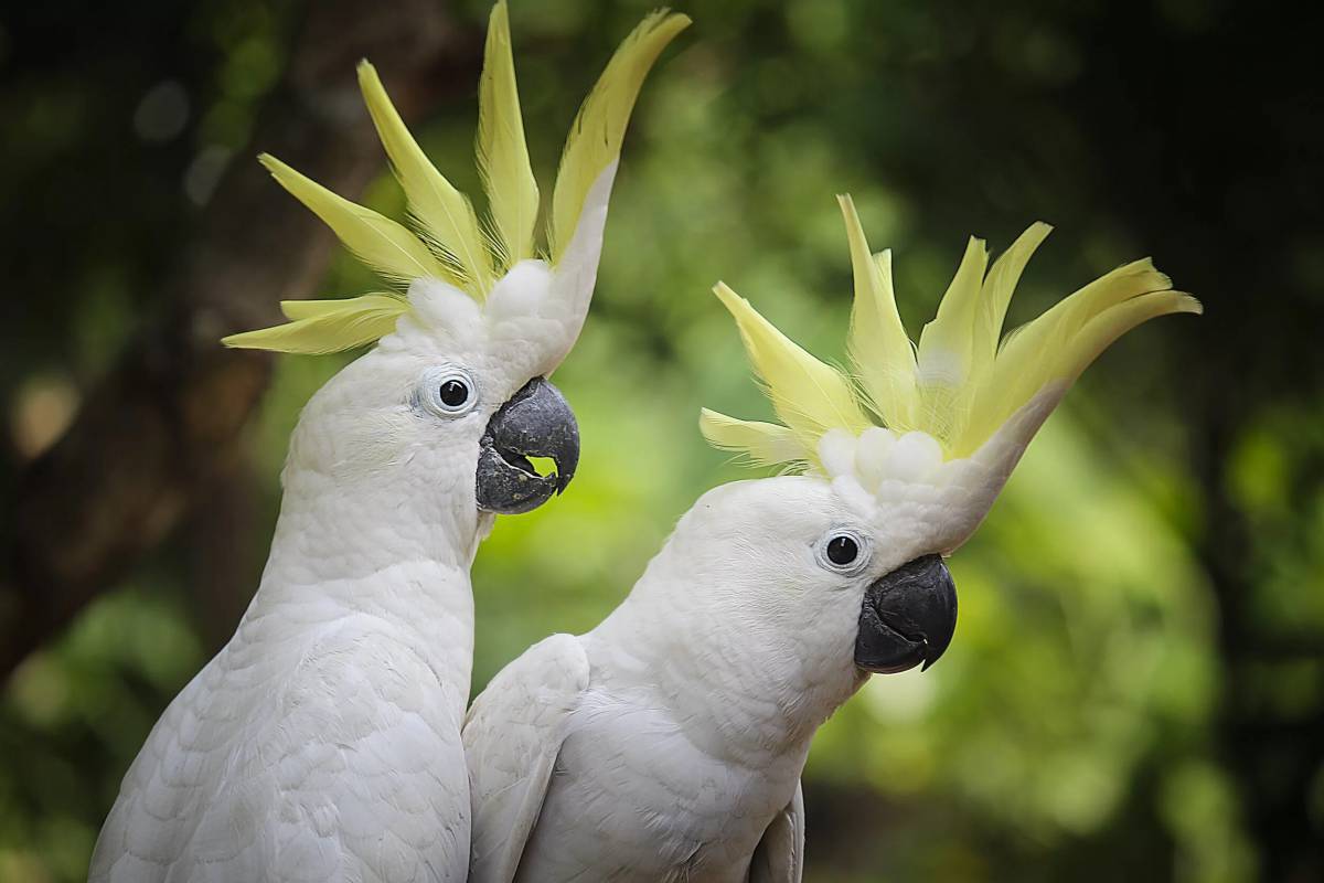 Попугай ара и Какаду: подборка картинок