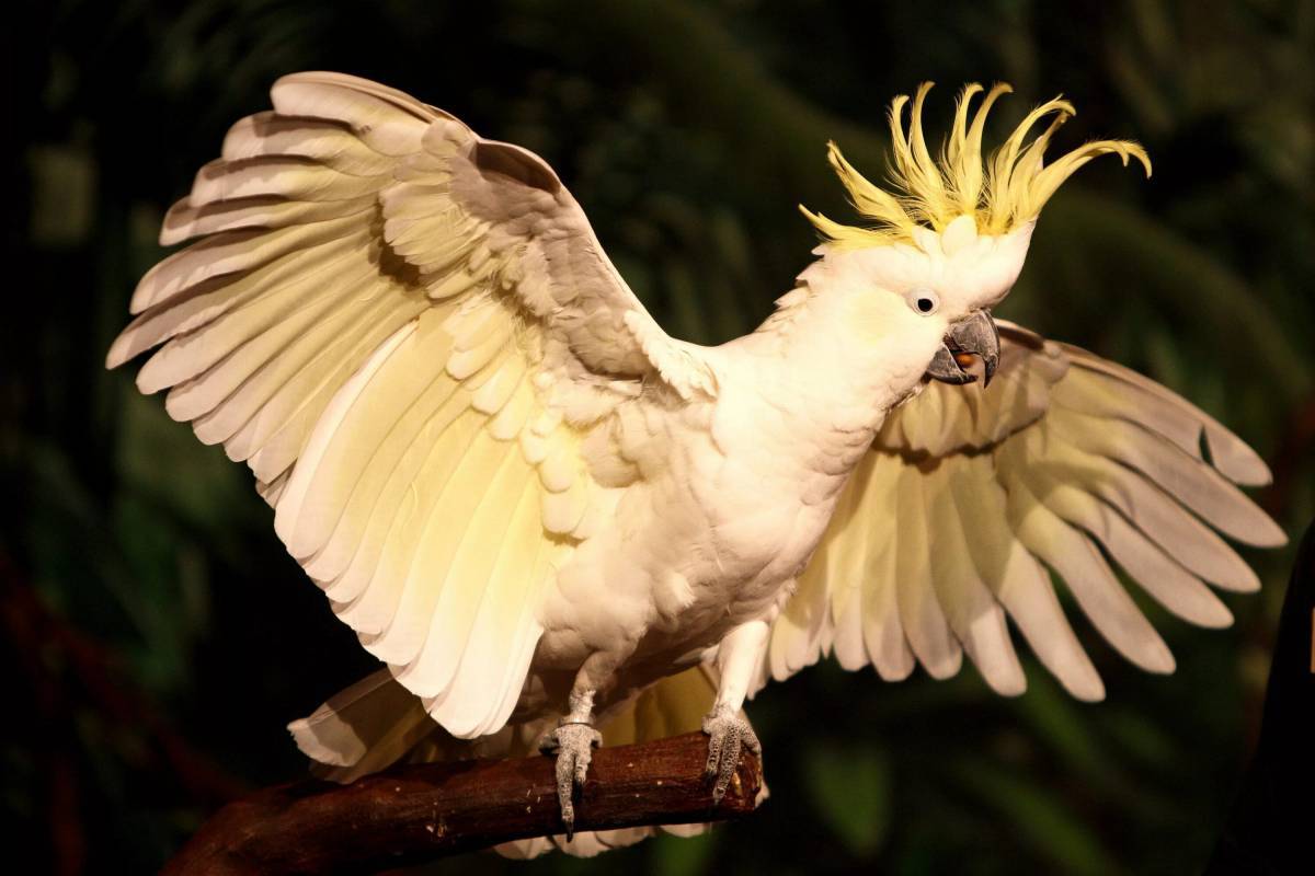 Попугай птицы какаду (35 фото)