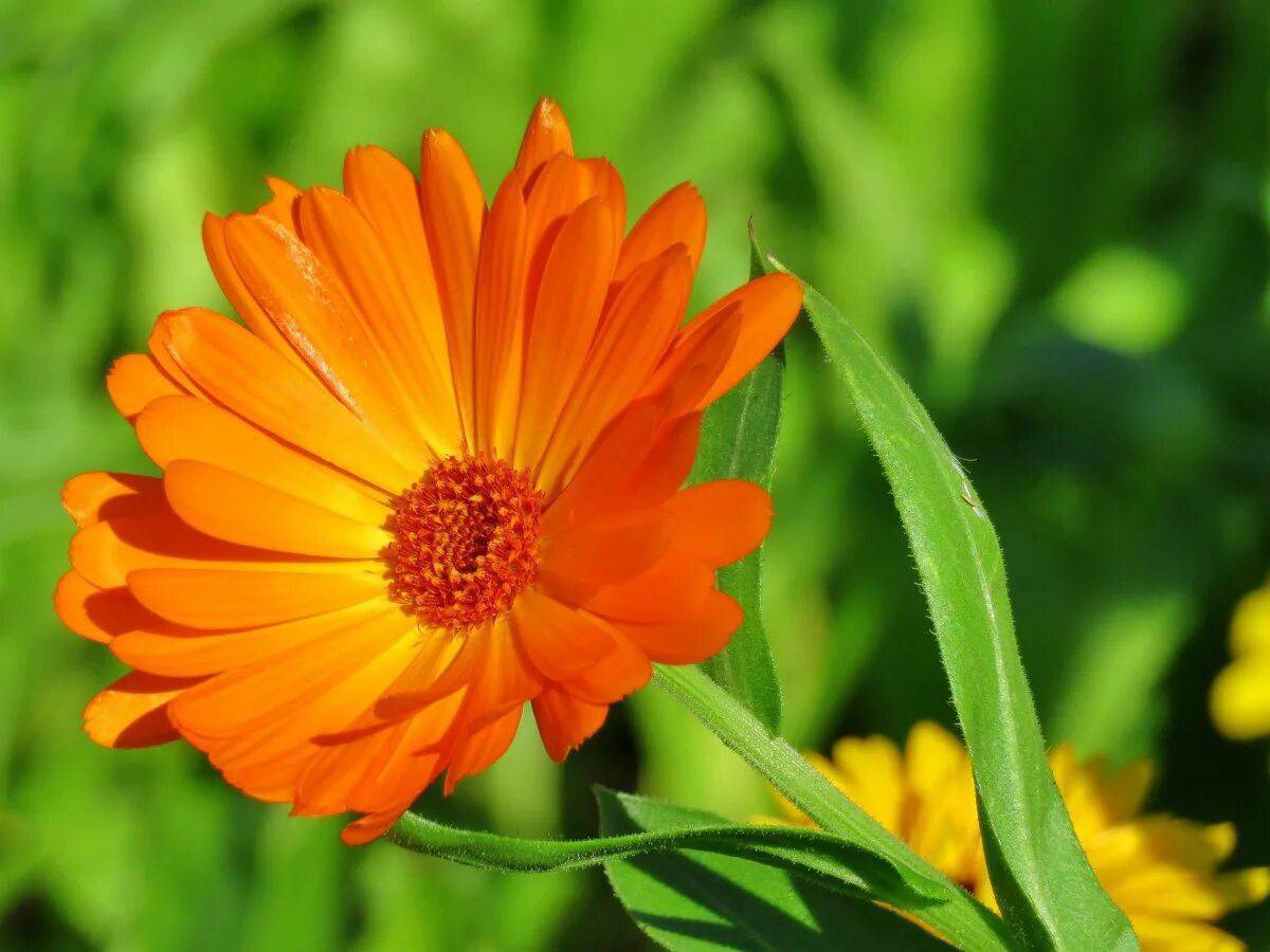 Что такое календула. Calendula officinalis. Calendula officinalis (календула лекарственная, ноготки). Календула неон. Календула соцветие.