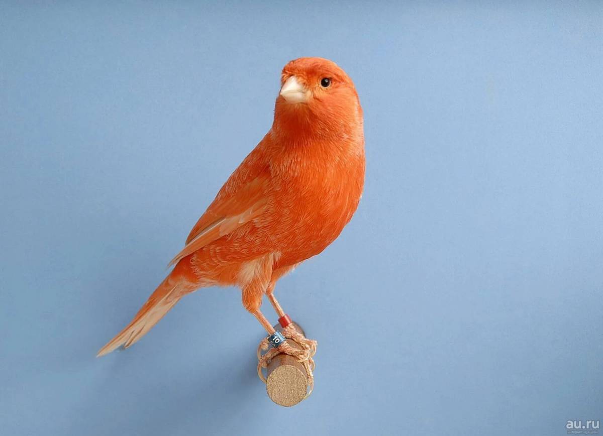 Canary mod. Canary mod