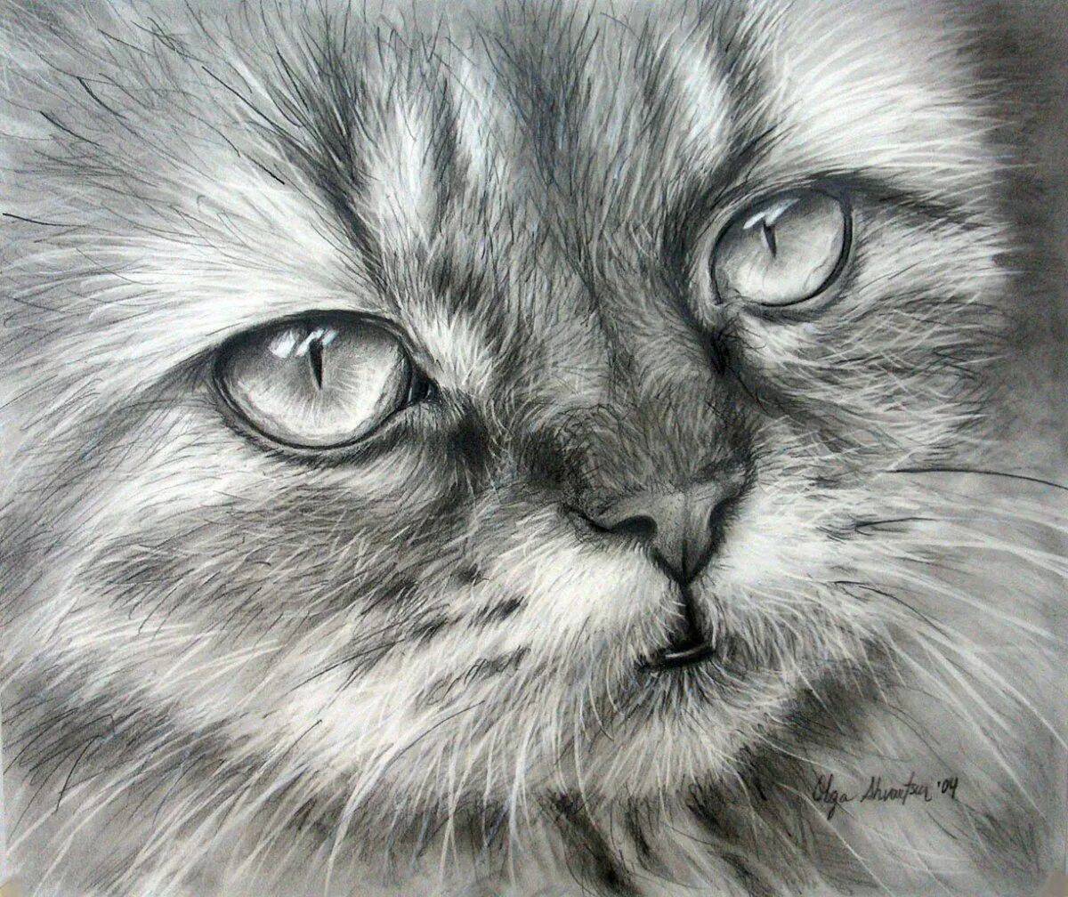 Pencil cats. Шикарные рисунки карандашом. Животные рисунки. Кошка карандашом. Красивые картинки карандашом.
