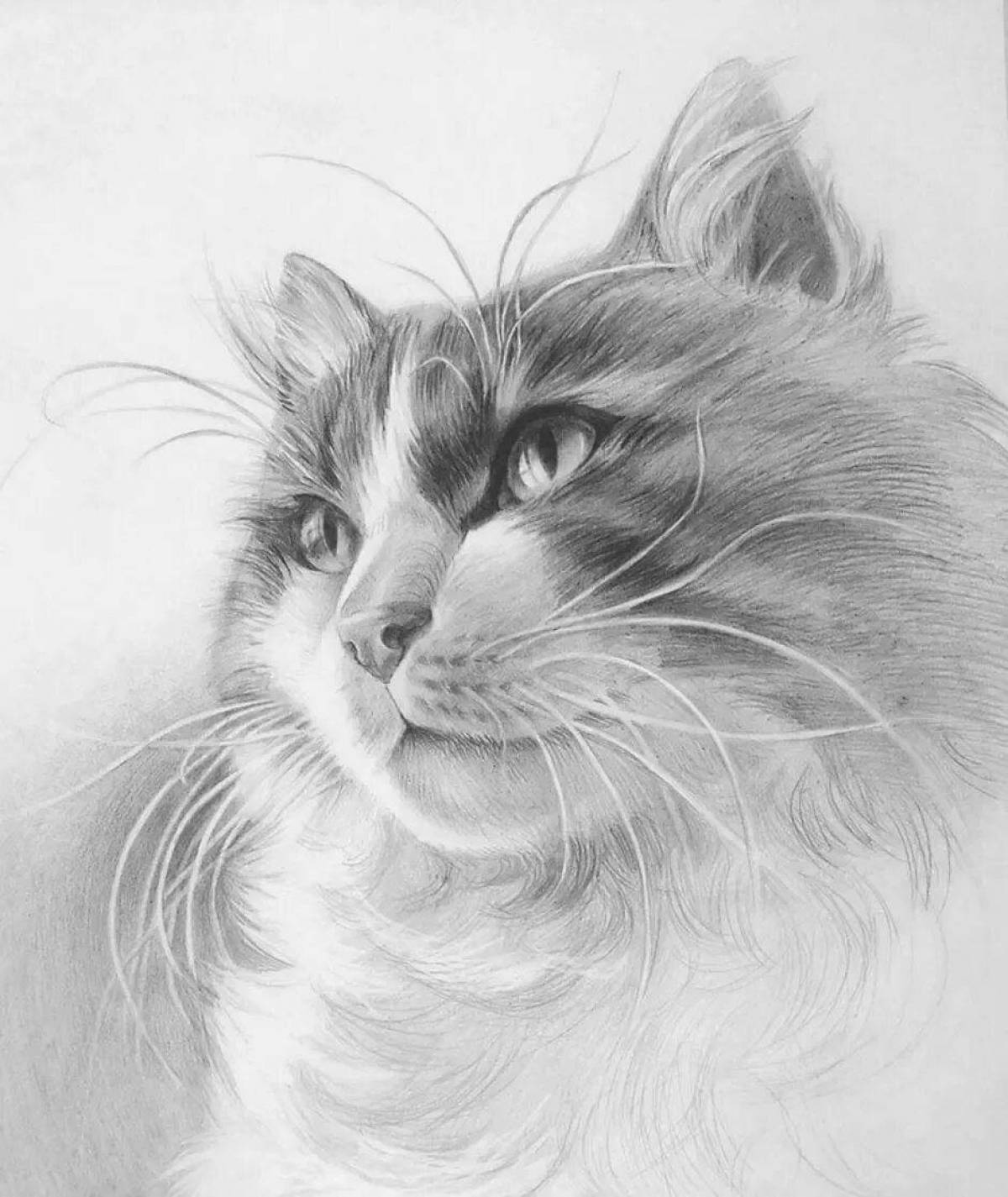 Фото рисунка кошки. Рисунки карандашом. Кошка карандашом. Красивые рисунки карандашом. Рисунки котов карандашом.