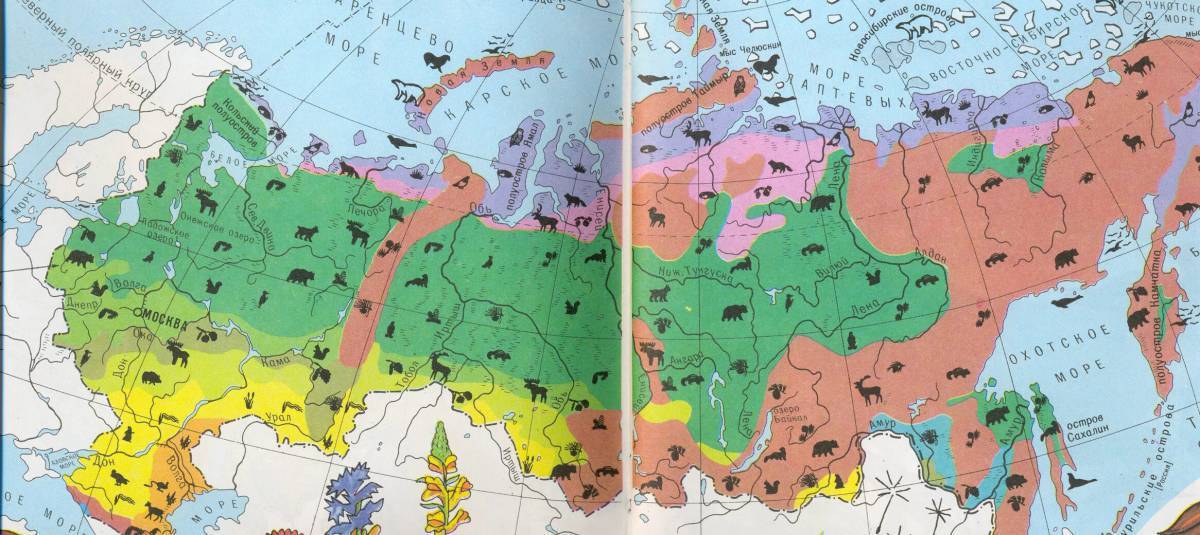 Карта растительного и животного мира россии