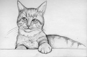 Раскраска карандашом кота #3 #333672