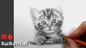 Раскраска карандашом кота #4 #333673