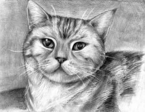 Раскраска карандашом кота #5 #333674