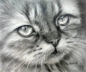 Раскраска карандашом кота #8 #333677