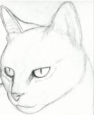 Раскраска карандашом кота #10 #333679
