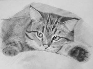 Раскраска карандашом кота #11 #333680
