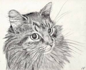 Раскраска карандашом кота #14 #333683