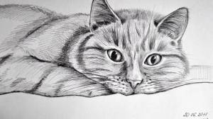 Раскраска карандашом кота #15 #333684