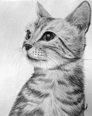 Раскраска карандашом кота #17 #333686
