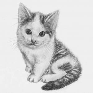Раскраска карандашом кота #18 #333687